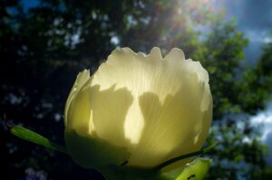 "Vit solbelyst pion", fotografi, © Jan Peter Dahlqvist, 2017