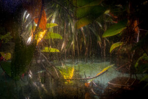 "Regnskog", fotografi, © Jan Peter Dahlqvist, 2024