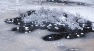 "Isväxter", fotografi, © Jan Peter Dahlqvist, 2024